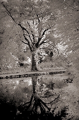 Canal Reflection